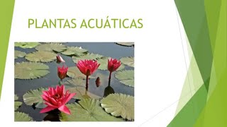 PLANTAS ACUÁTICAS [upl. by Etteve834]