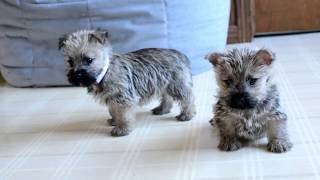 Wayne Weavers Cairn Terrier Pups [upl. by Aduhey222]