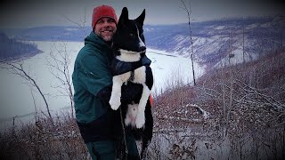 Karelian Bear Dog My [upl. by Ellerehc652]