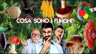 Cosa sono i funghi [upl. by Avis643]