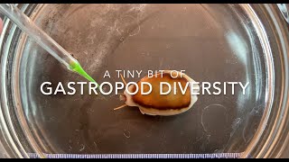 Gastropod diversity [upl. by December902]