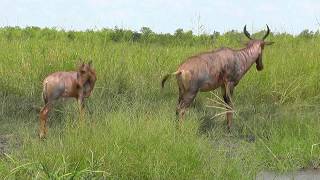 SOUTH AFRICA Tsessebe or topi antelope Kruger national park hdvideo [upl. by Essy]