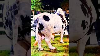 আরেশাল গুরু cow cowparade animalfarming animalfair cattlefarming [upl. by Augy]