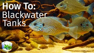 Guide to Blackwater Tanks Inspired by Nature — Biotope Aquascape [upl. by Virg]