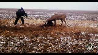 Huge Illinois Bucks fight to the death Whitetail deer locked together and separated GIANTS WOW [upl. by Deerdre]