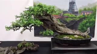 Bonsai Expo Show UK 2019 Part 1 [upl. by Gilead874]