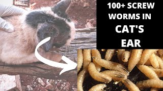 1  Screw Worms Infestation in My CATs Ear Plus Removal WARNING Very Graphic Images [upl. by Asilec]