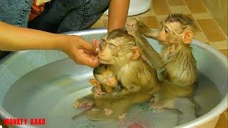 Three Monkey Taking Bath Mom Bathed For Monkey Kako With Baby Nina And Baby Luna [upl. by Teage555]