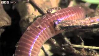 The Amazing World Of Earthworms In The UK  Springwatch  BBC Two [upl. by Iznekcam]