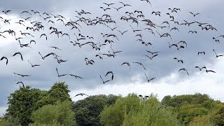 Lapwing Flying [upl. by Lelith]