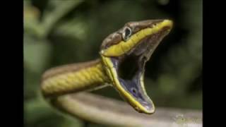 Oxybelis aeneus  Horsewhip Snake in Trinidad [upl. by Arreik]