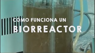 ¿Cómo funciona un BIORREACTOR [upl. by Eledoya736]