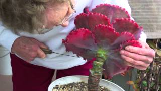 How to Behead and Propagate Ruffled Echeverias [upl. by Saticilef]