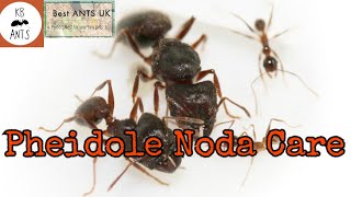 Pheidole Noda Care Big Headed Ants [upl. by Marguerite]