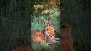 CUTE 2 Little Lion Cubs and Their Mother in Kruger National Park [upl. by Etteroma]