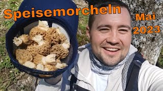 SpeisemorchelnMaimorcheln suchen und finden  Tipps [upl. by Torto]