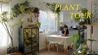 Relaxing Plant Tour  my entire houseplant collection [upl. by Novets343]