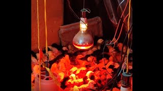 Infrared Chick Heating Bulb AeromaX 250Watt [upl. by Aisiram]