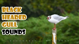 Black headed gull call  Water bird calling sound  Sounds for dogs and cats  鸥 [upl. by Queena686]