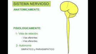 SISTEMA NERVIOSO 1 [upl. by Stormy]