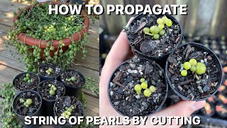 How To Propagate String Of Pearls By Cutting [upl. by Froh91]