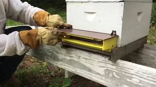 How To Collect Bee Pollen [upl. by Frame875]