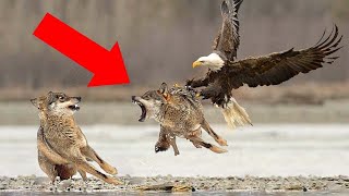 How Killer Eagles Catch Wolves  Eagle Attacks Caught on Camera [upl. by Geminian912]