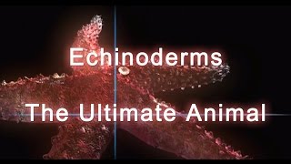 Shape of Life Echinoderms  The Ultimate Animal [upl. by Aiuqenehs675]