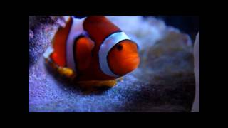 Percula clown fish spawning and laying eggs [upl. by Maurice]