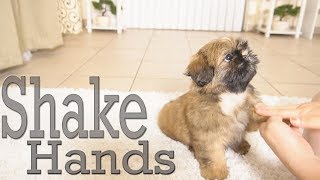 How to Train Your puppy to Shake Hands  Shih Tzu TOO CUTE [upl. by Zoellick]