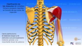 El complejo del hombro [upl. by Anehc]