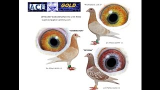 PIGEON COLOUR BREEDING YELLOW AND KHAKI [upl. by Weed31]