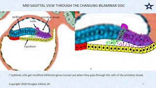 Embryology Gastrulation The Process of Forming the Primitive Streak and Three Germ Layers [upl. by Aekerly]