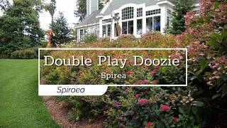 30 Seconds with Double Play Doozie® Spirea [upl. by Nnaeus]