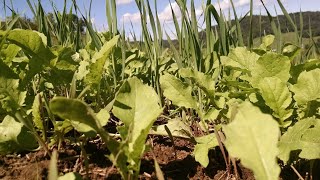 The POWER of Winter Rye for Whitetail Food Plots [upl. by Patrizia]