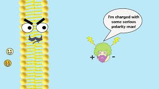 Facilitated Diffusion Explained [upl. by Ecienal585]