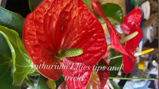 Anthurium Lily yellowing amp browning leaf  Anthurium Lily not flowering  Anthurium Lily care [upl. by Aym22]