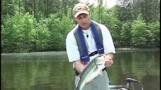 Handling and Releasing Largemouth Bass [upl. by Thomey196]