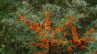 ⟹ SEABERRY  Hippophae Rhamnoides  A LOOK AT THE SEA BUCKTHORN [upl. by Yancy6]