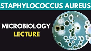 Staphylococcus Aureus Clinical Pathogenesis Investigations Treatment Prevention  Dr MubasharAta [upl. by Dielle]