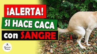 Por qué tu perro HACE CACA con SANGRE [upl. by Drislane]