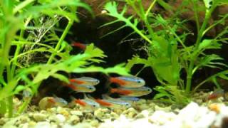 DiamantkopfNeontetra  Neonsalmler  Neontetra Paracheirodon innesi [upl. by Auehsoj]