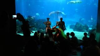 Concerto para Bebês do Oceanário de Lisboa [upl. by Lukey]