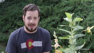 Harvesting and planting Milkweed seeds [upl. by Elleivap]