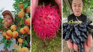 Farm Fresh Ninja Fruit Cutting  Oddly Satisfying Fruit Ninja 16 [upl. by Rezeile466]