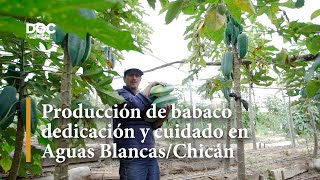 Producción de babaco dedicación y cuidado en Aguas Blancas AzuayPauteChicán [upl. by Carlotta436]