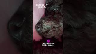 제1 고소한건 나야 후렴부분 dogsong [upl. by Ttocserp]