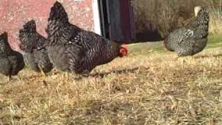 Barred Rocks III Calling Chickens in the Wind [upl. by Darren]