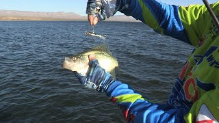 Fishing with Johnny Johnson  Crappie at Roosevelt Lake AZ [upl. by Idnal]