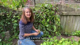 What is Malabar Spinach [upl. by Anaerb]